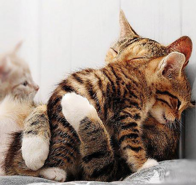 kat met jongen