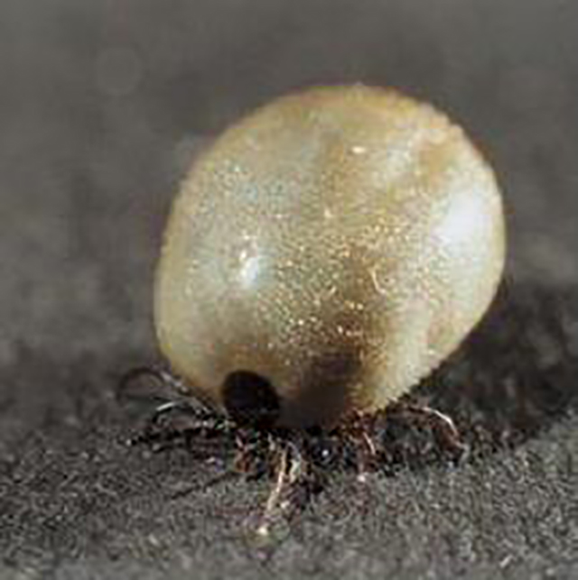 volgezogen teek (Ixodes ricinus)