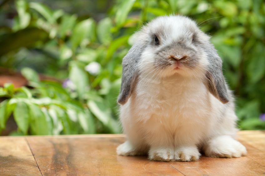 dierenartspraktijk haastrecht