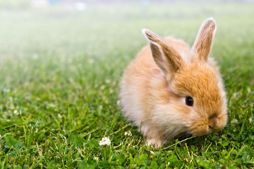 dierenartspraktijk haastrecht