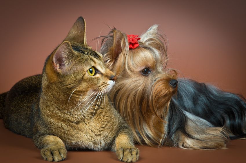 dierenartspraktijk haastrecht