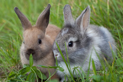dierenartspraktijk haastrecht