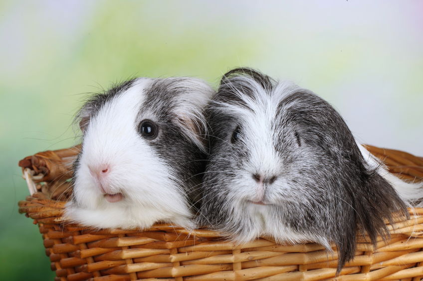 dierenartspraktijk haastrecht