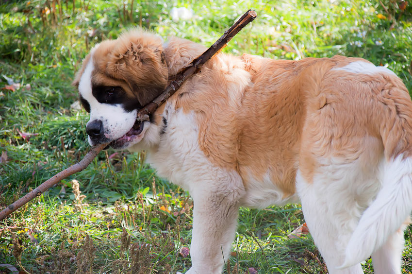 dierenartspraktijk haastrecht