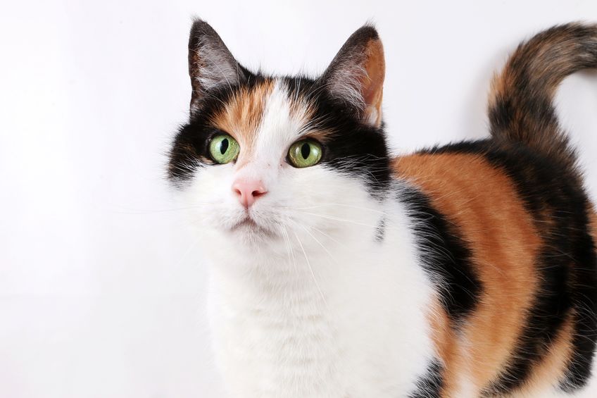 dierenartspraktijk haastrecht