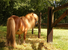 dierenartspraktijk haastrecht