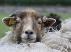 dierenartspraktijk haastrecht